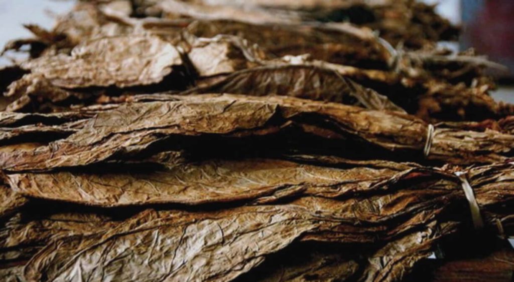 Крупный план листьев темного табака воздушного вяления, подвешенных для просушки